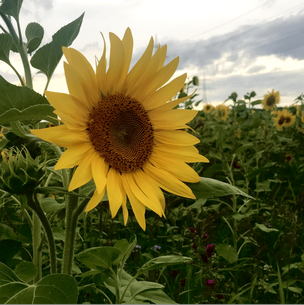 Eine Sonnenblume im Feld